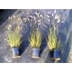 Pennisetum (Lampepoetsersgras)